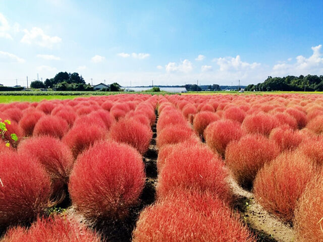 【芳賀町】赤く色づいたコキアが可愛くて大好き♪（東高橋のコキア）