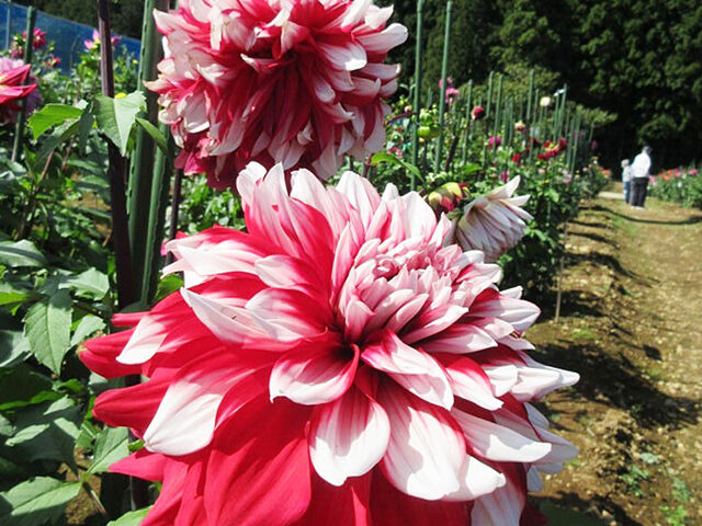【日光市】色とりどりの花々が広がるダリアの世界へようこそ！（日光花いちもんめ）
