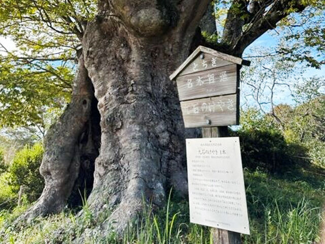 【茂木町】800年の歴史と秋の美しさが出会う奇跡の場所（九石のケヤキ）