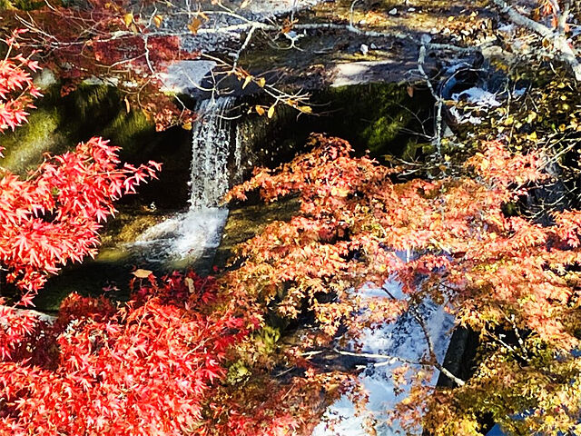 【鹿沼市】見頃は12日ごろ！色とりどりの紅葉を楽しんで♪（大芦渓谷）