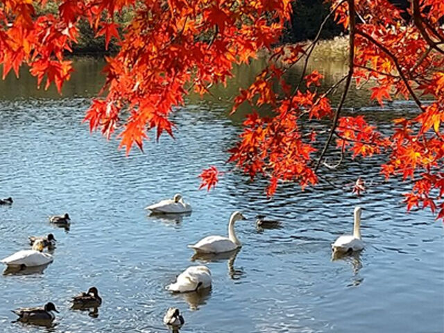 【大田原市】白鳥に会いに行ってきました！（琵琶池）