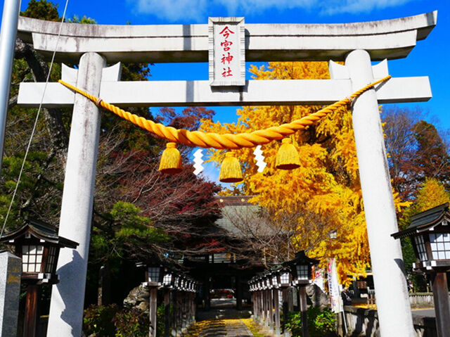 【さくら市】イチョウの大木が黄色に紅葉して圧巻の景色！（今宮神社）