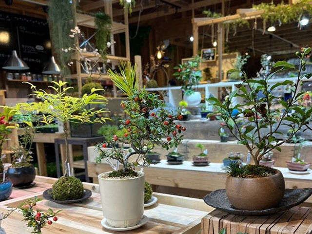 【那須町】ミニ盆栽＆苔テラリウム作り体験が楽しい（小さな緑のインテリア 苔屋）