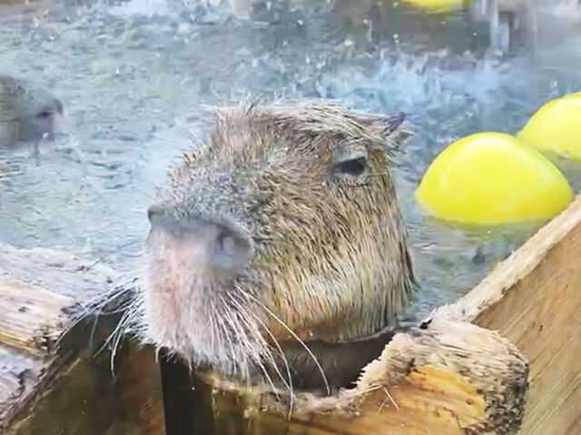 【那須町】動物たちの近さ、スタッフさん達の優しさの虜に！（那須どうぶつ王国）