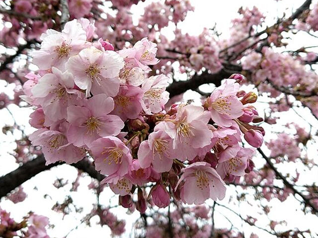 【宇都宮市】河津桜、心が満たされる色合いにしばし感動（宇都宮城址公園）