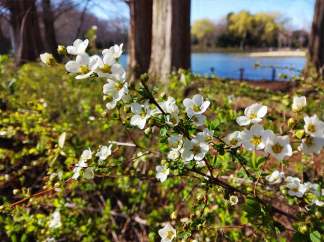 【小山市】春の訪れを告げる花々と、光あふれる池の癒し散歩（小山運動公園）