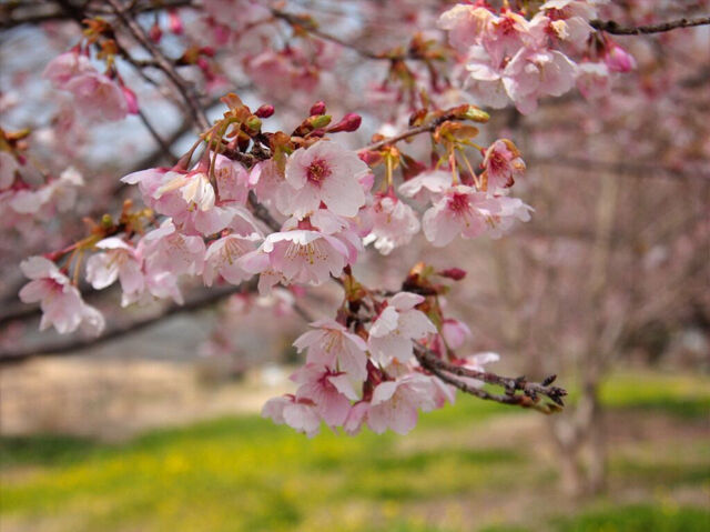 【益子町】早春の訪れを告げる「大漁桜」、春の息吹を感じる（円道寺池）