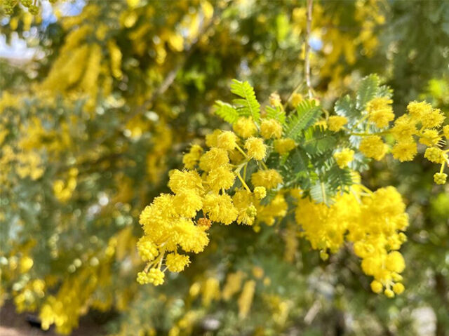 【栃木市】ミモザに心躍る、満開の花々に彩られた景色（みかも山公園）