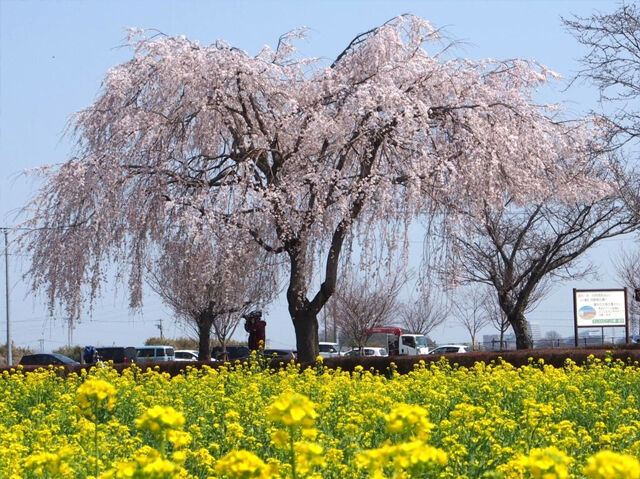 【小山市】古墳の上から見渡す絶景、菜の花と桜の競演（琵琶塚古墳）