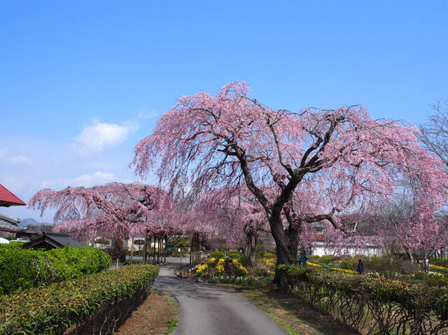 【栃木市】樹齢200年を超えるしだれ桜と春の花々が織りなす絶景（太醫山 薬師院 長福寺）