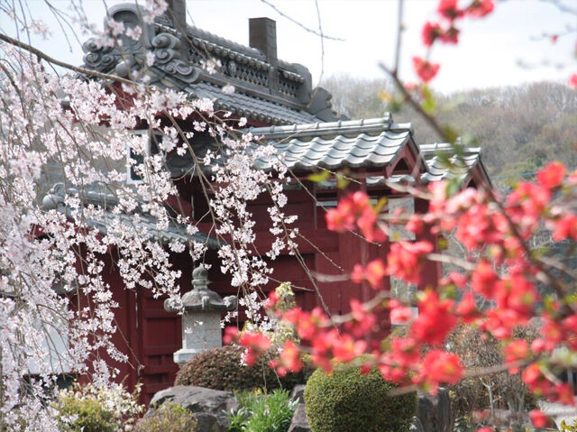 【栃木市】ひと春に何度も伺いたい、ぼけ封じ観音さま「花の寺」（梅花山 成就院）