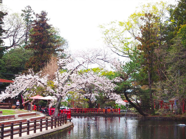 【小山市】見頃を迎え、池にせり出す桜も素敵（間々田八幡公園）