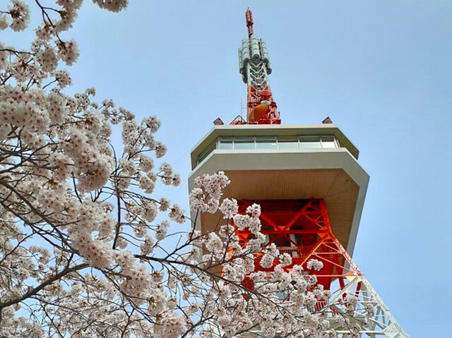 【宇都宮市】満開の桜と宇都宮タワーの絶景（八幡山公園）