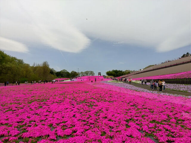 【市貝町】白、薄紫、薄いピンク、濃いピンクの芝桜が見事！（市貝町芝ざくら公園）