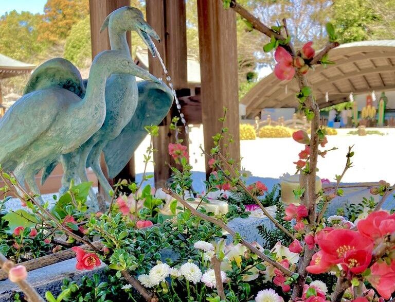 【上三川町】嬉しいご縁をキャッチ♪心洗われる梅の花手水（白鷺神社）