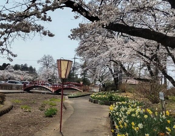 【那須塩原市】公園のふわり桜花☆お花見日和（烏ヶ森公園）