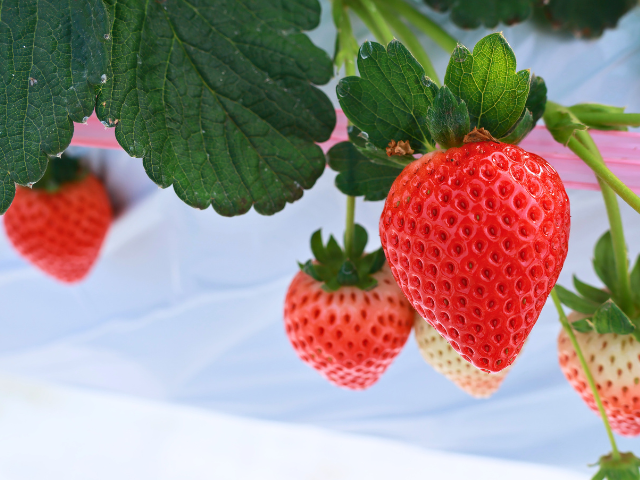 【2月28日(土)開催】いちご狩り in 宇都宮