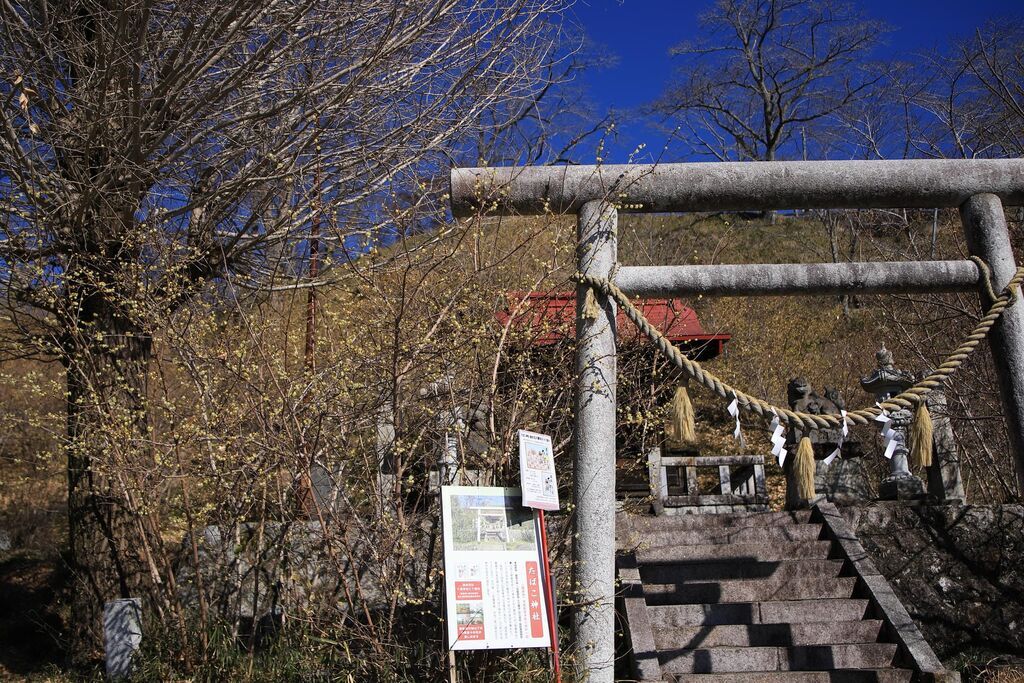 【茂木町】そっと咲く姿が癒し、城山公園のロウバイ（城山公園）