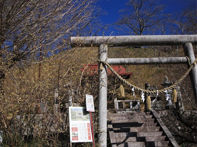 【茂木町】そっと咲く姿が癒し、城山公園のロウバイ（城山公園）