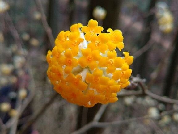 【茂木町】夢が咲いた、春の黄色いミツマタの世界（焼森山 ミツマタ群生地）