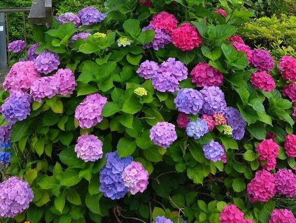 【宇都宮市】色とりどり想いを咲かせる、釜川の紫陽花散歩（釜川）