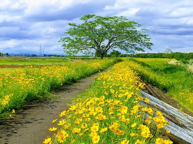 6月1日～6月10日