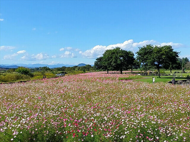 11月11日～11月20日