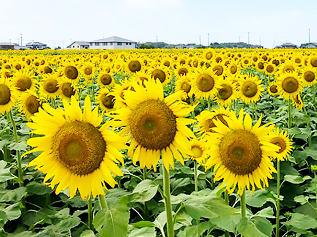 8月11日～8月20日