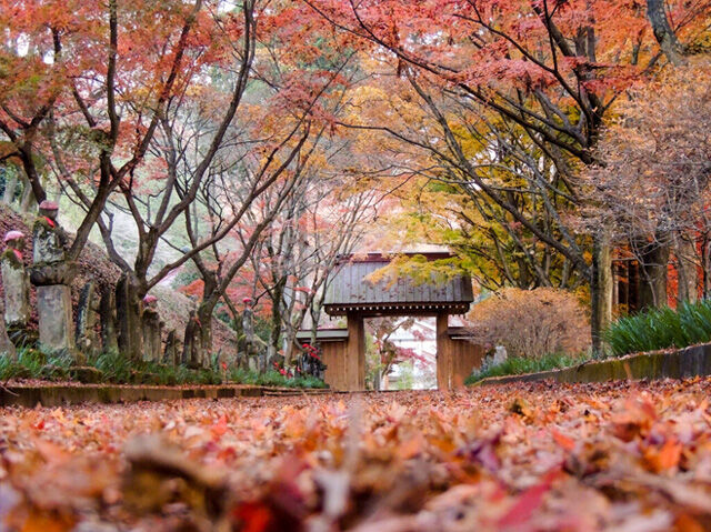 12月11日～12月20日