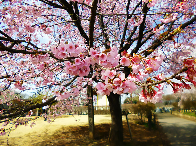 4月1日～4月10日