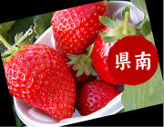 お土産ランキング<br>県南エリア