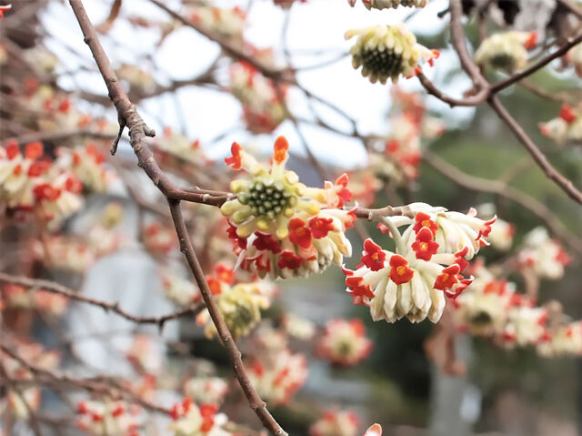 3月21日～3月31日