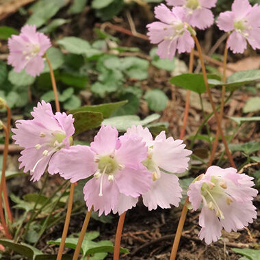 イワウチワ