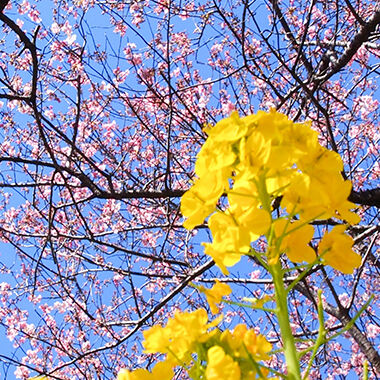 菜の花