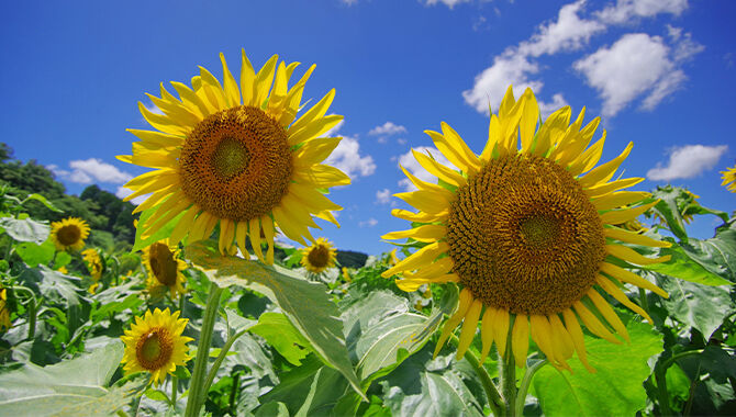 栃木県のひまわりのスポット 見所情報 栃木の花特集 栃ナビ