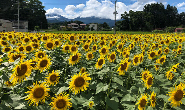 栃木県のひまわりのスポット 見所情報 栃木の花特集 栃ナビ