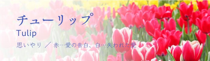 チューリップ