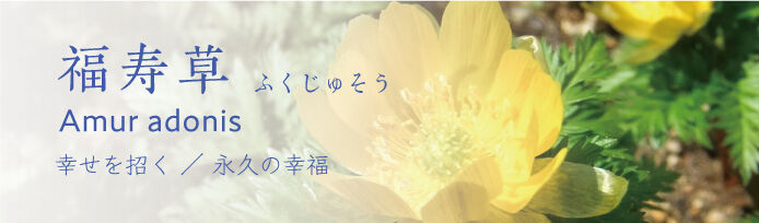 栃木県の福寿草のスポット 見所情報 栃木の花特集 栃ナビ