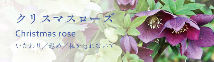 クリスマスローズ