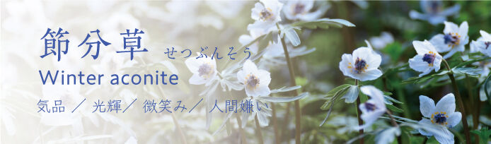 節分草