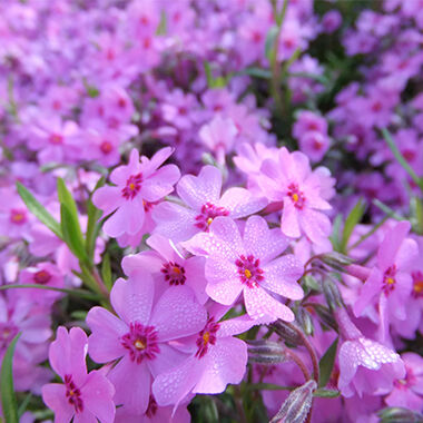 芝桜