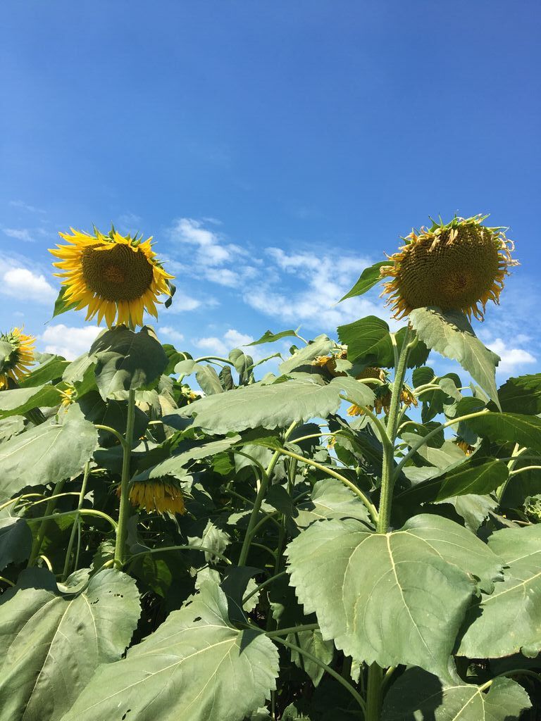 野木町 栃木県のエリア情報 栃ナビ 野木町 栃木県のエリア情報 栃ナビ