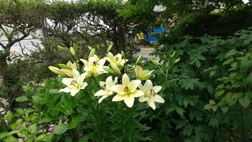 栃木県のゆりのスポット 見所情報 栃木の花特集 栃ナビ