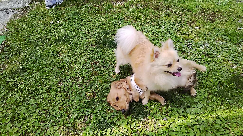 Dog Run Cafe Slow 高根沢町のドッグラン カフェ 喫茶店 栃ナビ