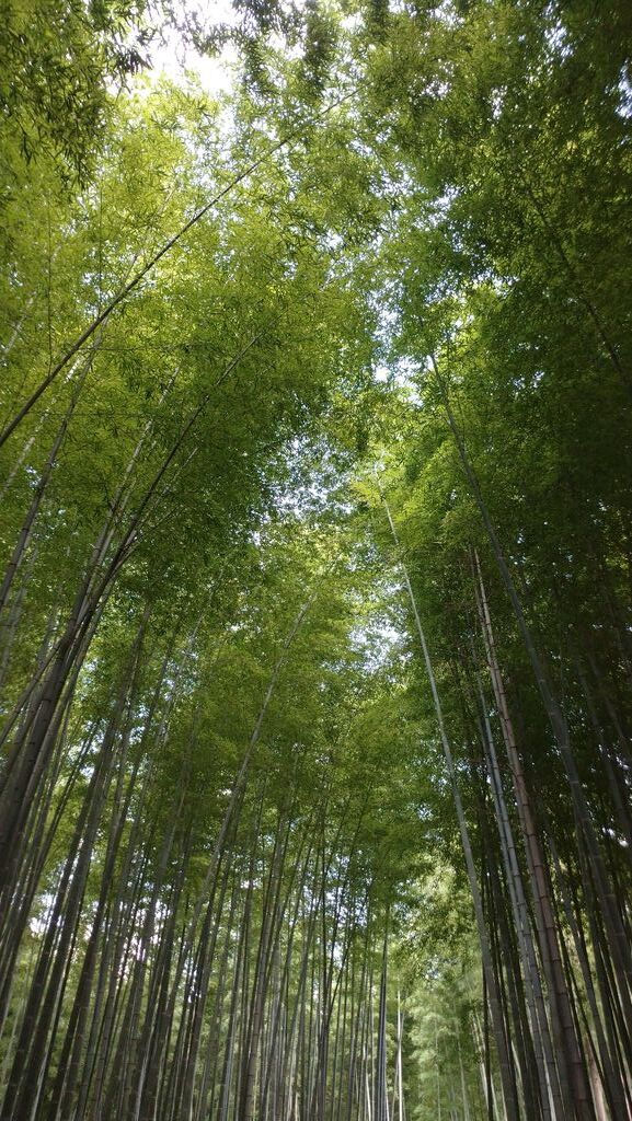 若竹の杜 若山農場 宇都宮市の果物 野菜狩り 栃ナビ