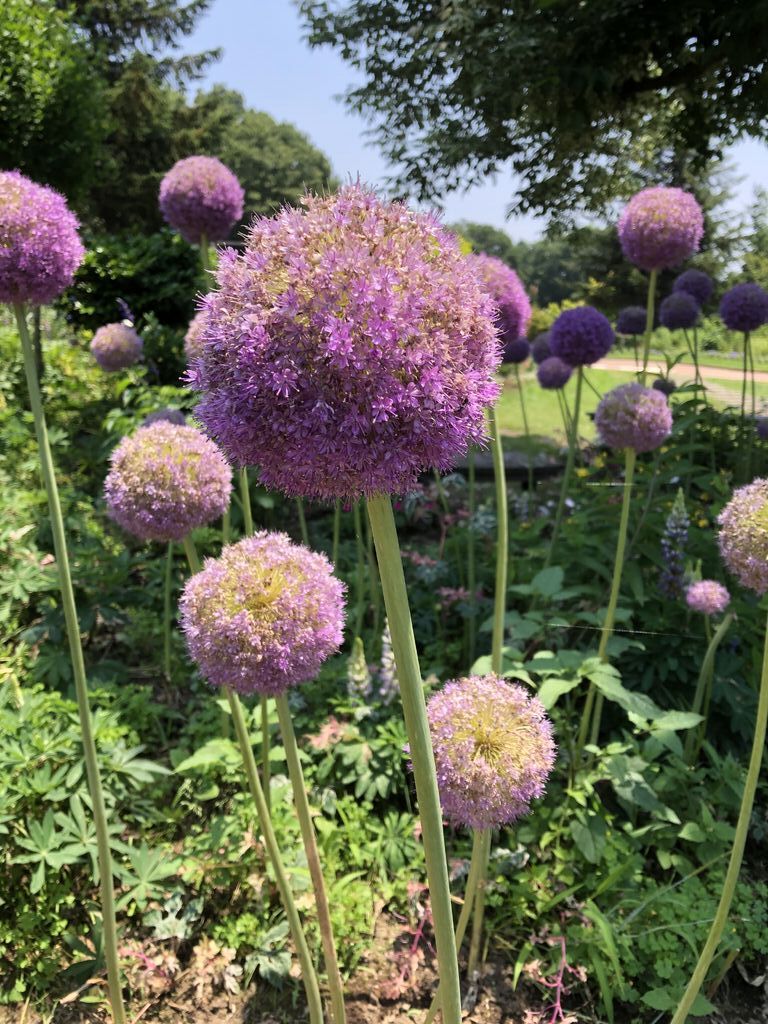 ゆうこ さんからとちぎわんぱく公園への投稿クチコミ 栃ナビ