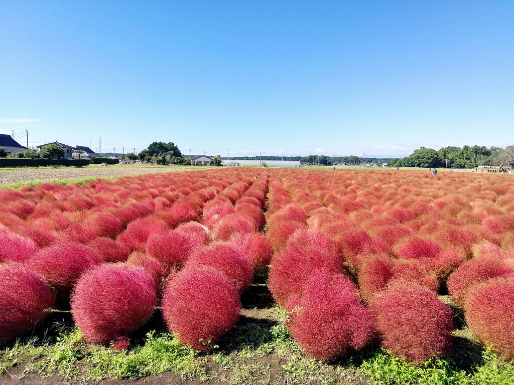 東高橋のコキア 芳賀町の植物園 花 栃ナビ