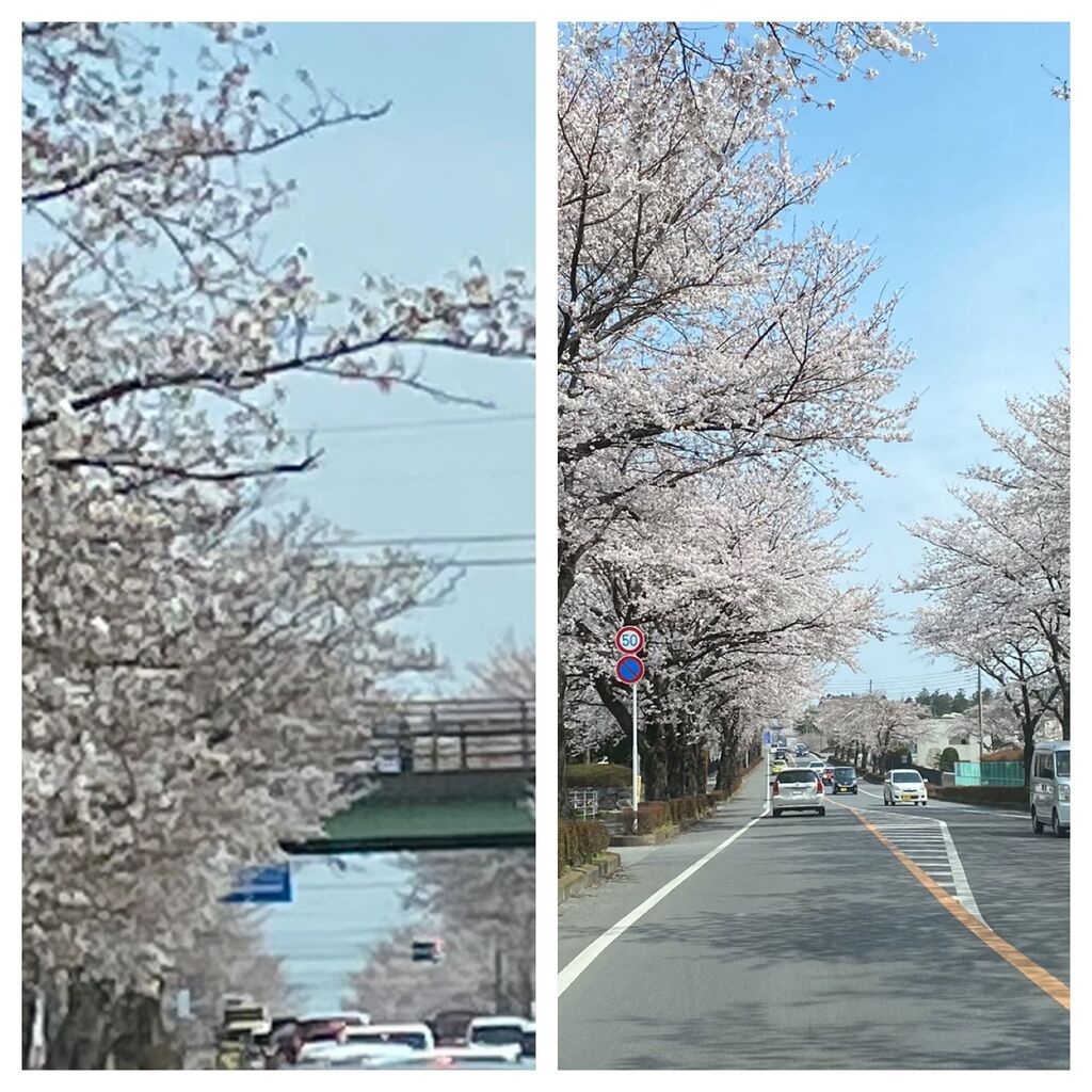 鹿沼 さつき大通りの桜並木のクチコミ 口コミ 写真 鹿沼市 植物園 花 鹿沼 さつき大通りの桜並木のクチコミ 口コミ 写真 鹿沼市 植物園 花