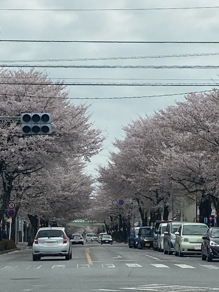 鹿沼 さつき大通りの桜並木の写真 鹿沼市 植物園 花 鹿沼 さつき大通りの桜並木の写真 鹿沼市 植物園 花