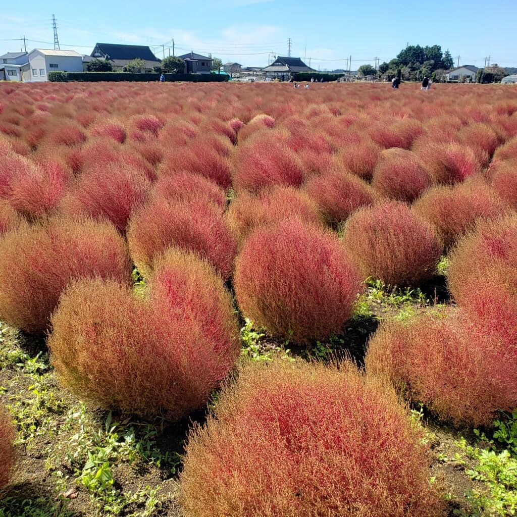 東高橋のコキア 芳賀町の植物園 花 栃ナビ